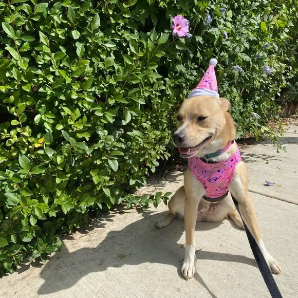 NEW pet hat& Tshirt set (NWT) - Picture 2 of 7